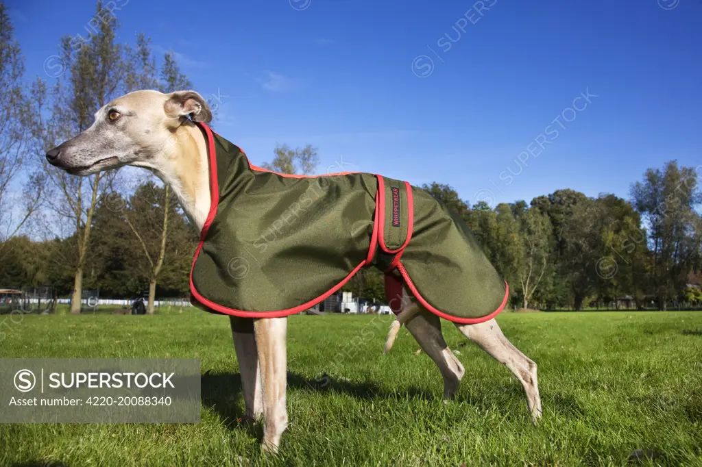 Dog - Whippet with dog coat 