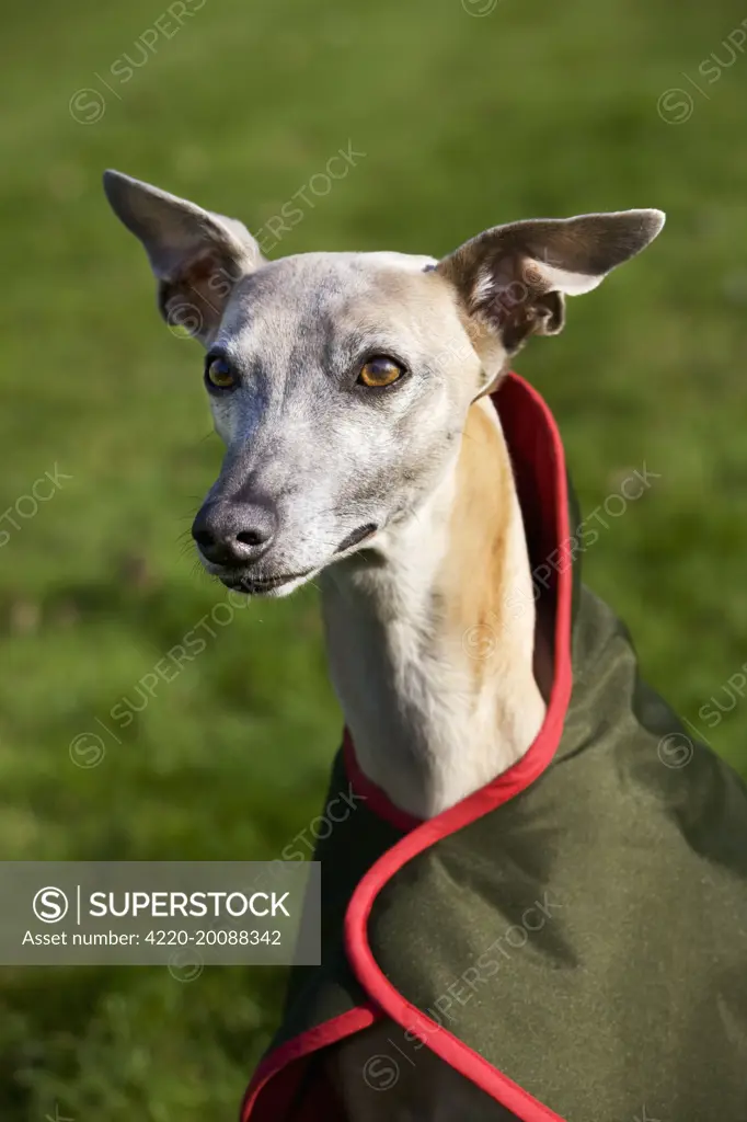 Dog - Whippet wearing dog coat 