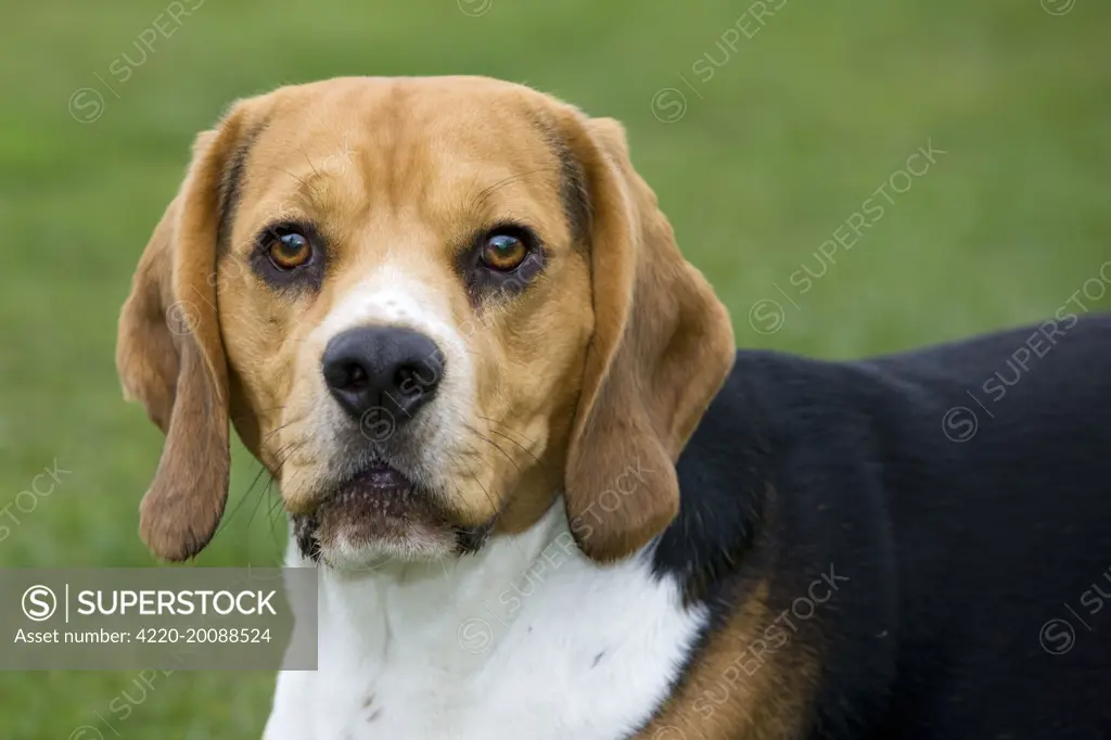 Dog - Beagle 