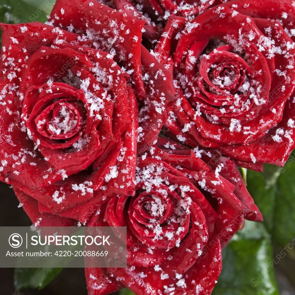 Rose petals - in snow 