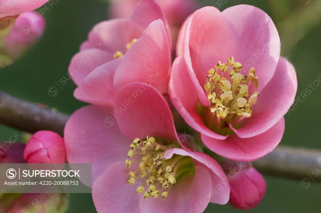 Chaenomeles flowers in spring (Chaenomeles japonica)