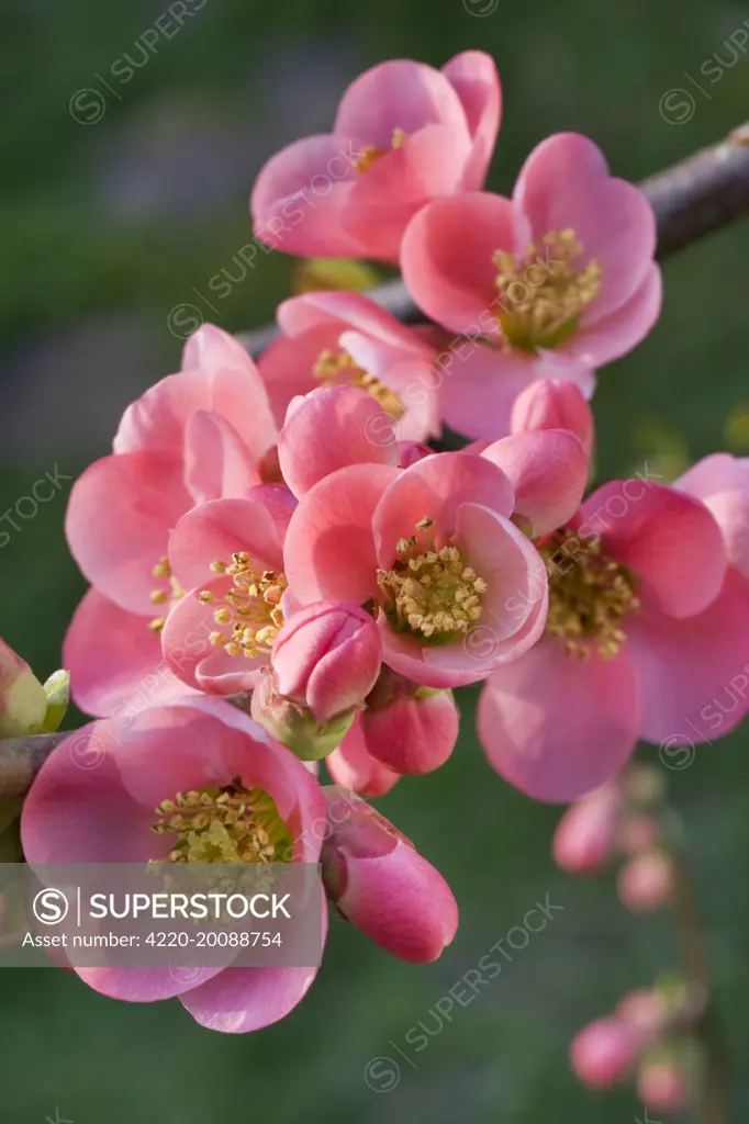 Chaenomeles flowers - in spring (Chaenomeles japonica)