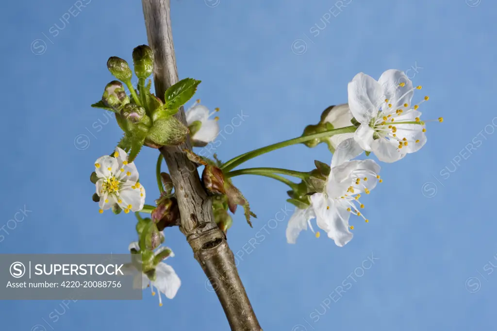 Cherry Tree - blossom (Prunus avium)