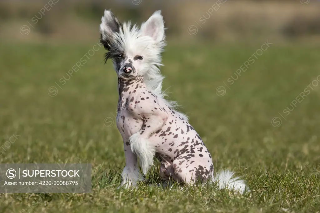 Dog - Chinese Crested Dog - in garden (   )
