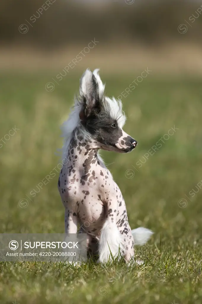 Dog - Chinese Crested Dog - in garden (   )