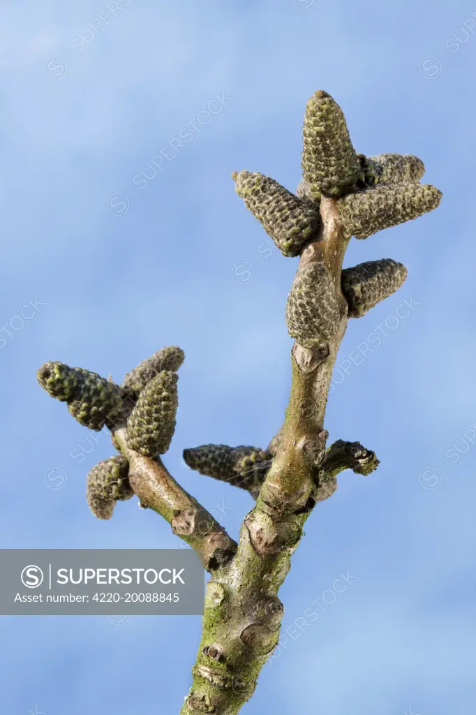 Walnut Tree - bud in spring (Juglans regia)