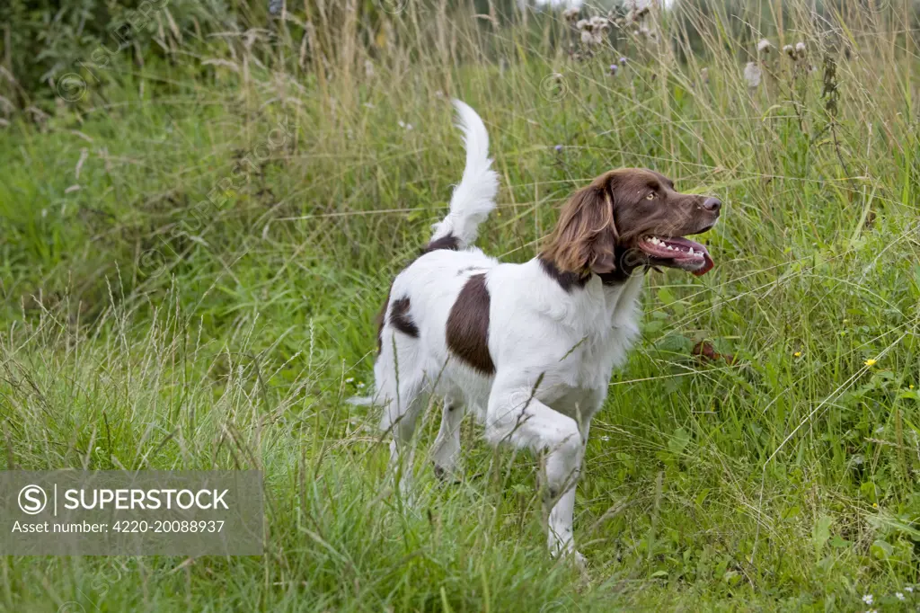 Dog - Dutch Partridge Dog / Drentsche Patrijshond 