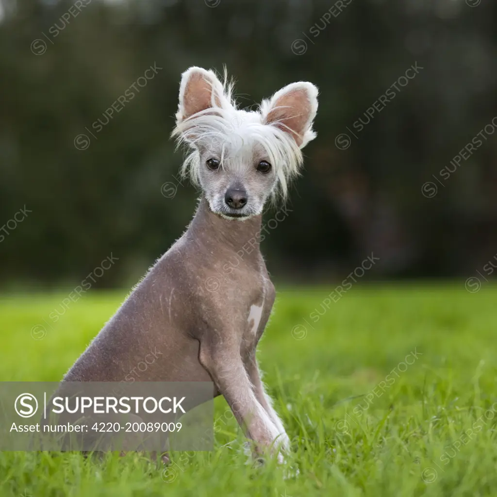 Dog - Chinese Crested Dog - in garden 