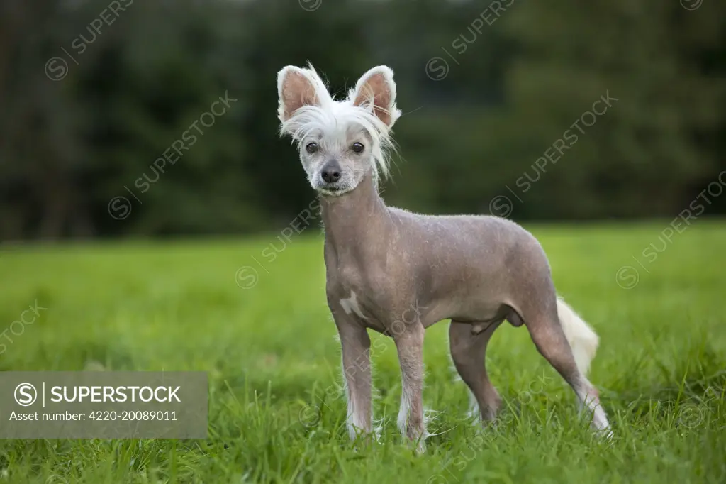 Dog - Chinese Crested Dog - in garden 