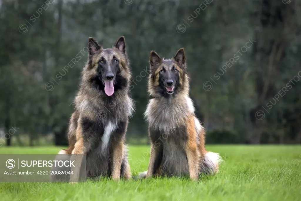 Dog - Belgian Shepherd / Tervuren Dog  