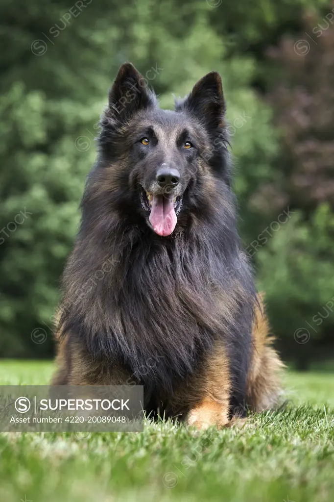 Dog - Belgian Shepherd / Tervuren Dog 