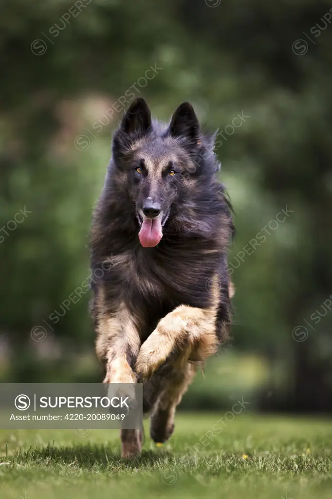 Dog - Belgian Shepherd / Tervuren Dog running 