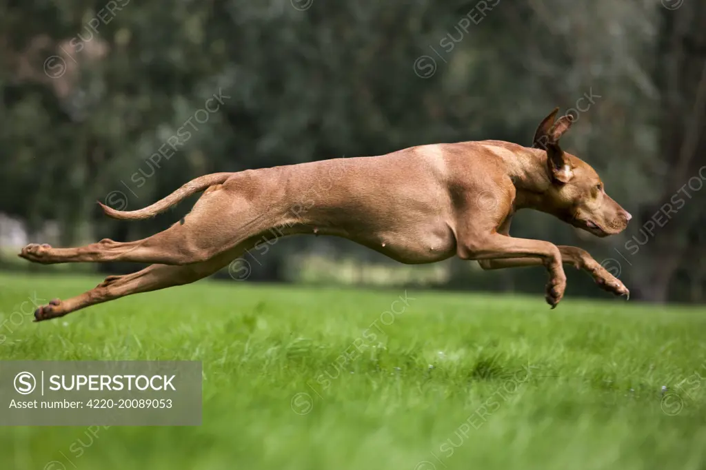 Dog - Vizsla Hunting Dog running 