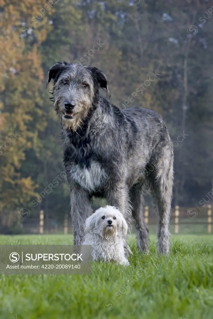 Dog - Irish Wolfhound with Maltese dog 