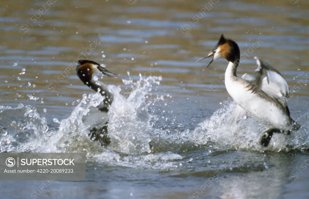 GREAT CRESTED GREBE  - two fighting on water (Podiceps cristatus)