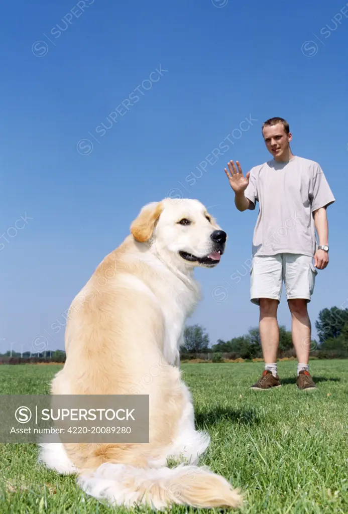 DOG - man training dog to sit 