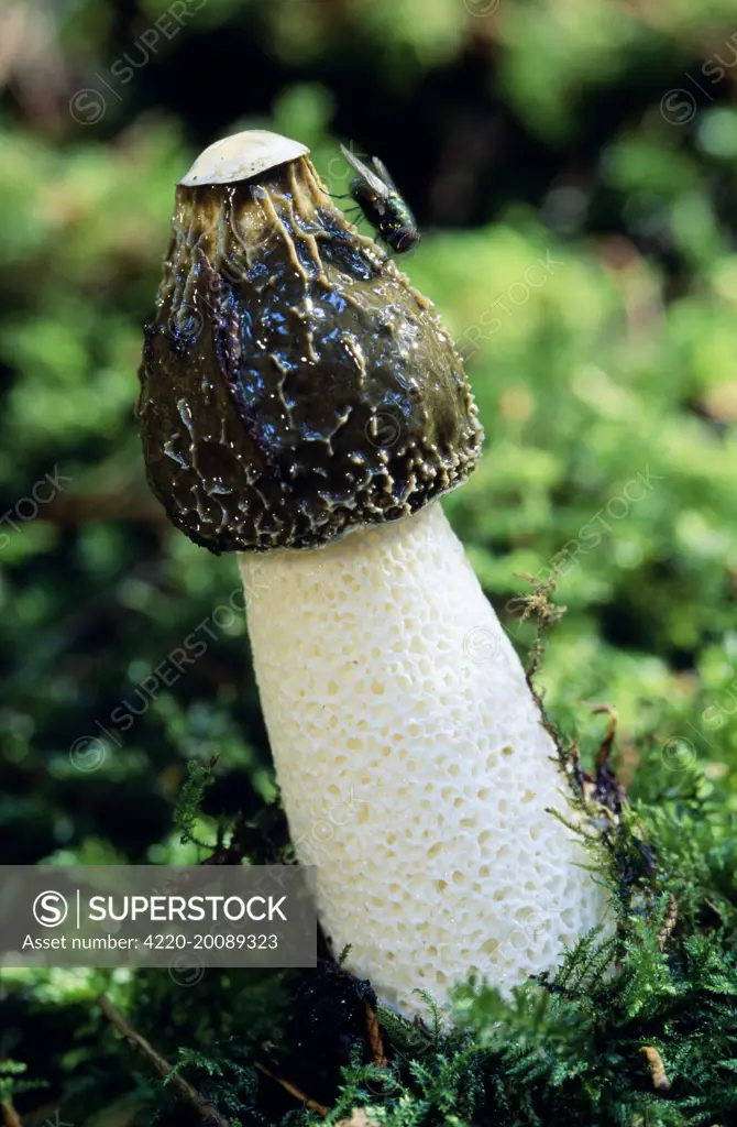 Stinkhorn Fungi (Phallus impudicus)