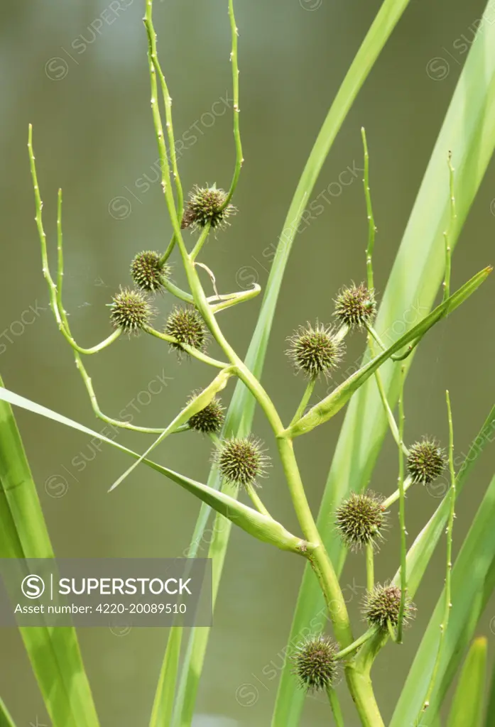 Branch Bur-Reed (Sparganium erectum)