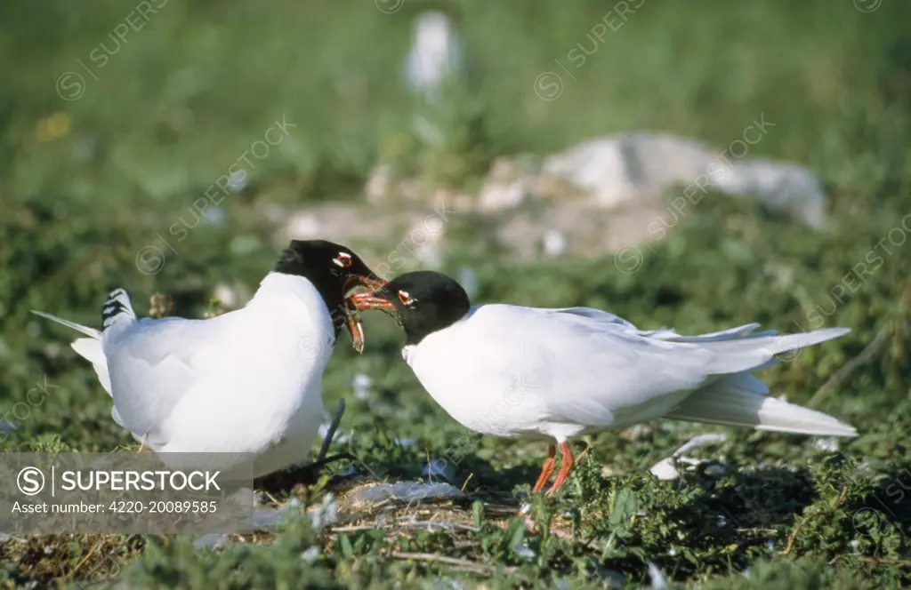 Mediterranean Gull - male gull feeding female (Larus melanocephalus)