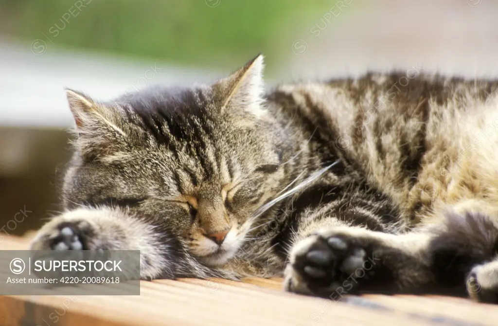 CAT - Tabby, side view, sleeping 