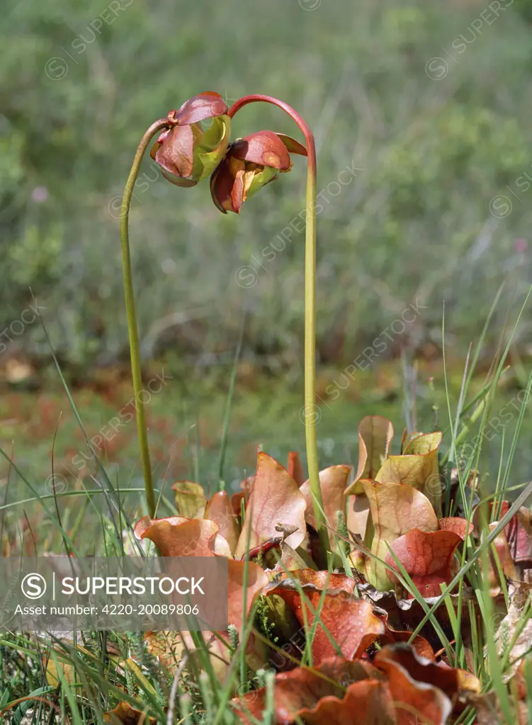 Pitcher Plant - insectivorous (Sarracenia purpurea)