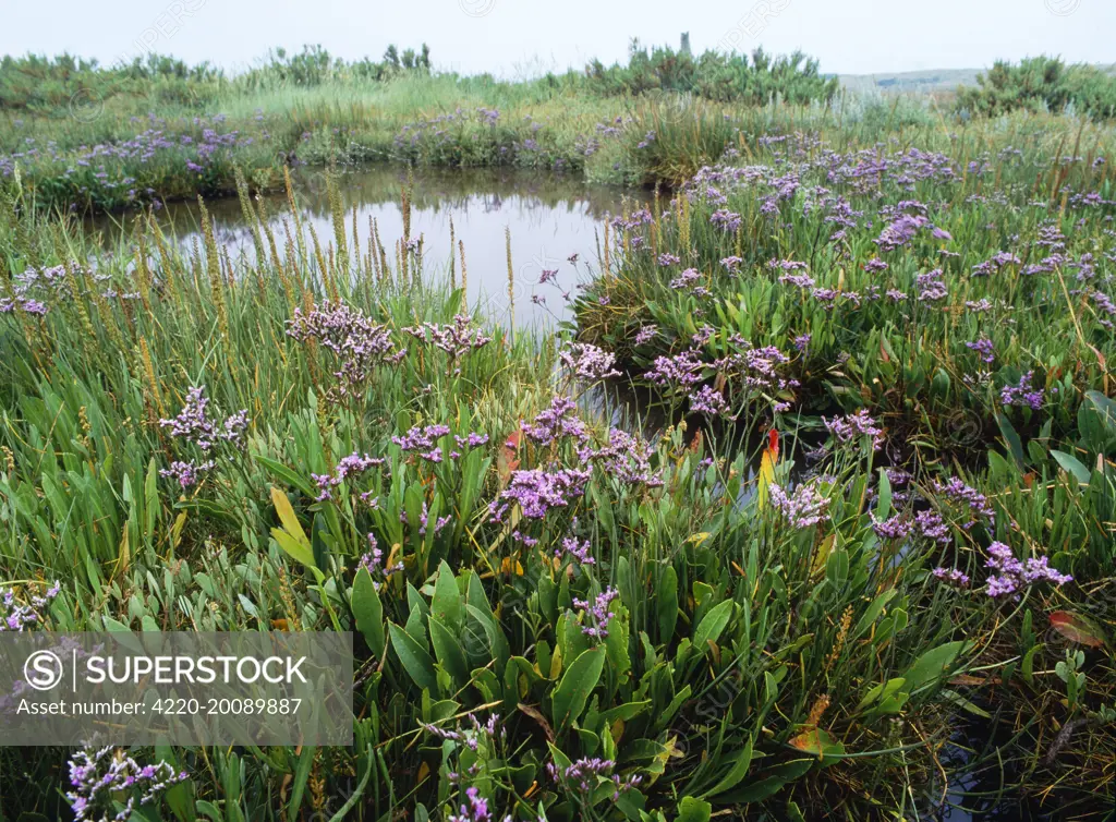 Salt Marsh - with Sea Lavender, Sea Arrow Grass etc. Burnham Overy, North Norfolk UK.