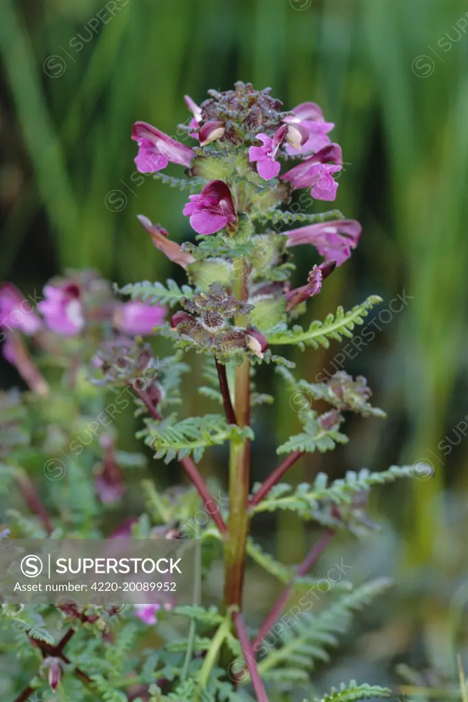 Marsh LOUSEWORT / Red Rattle (Pedicularis palustris). Distribution: Western and Central Europe. Semi parasite of wetland plants. Flowers April - July.