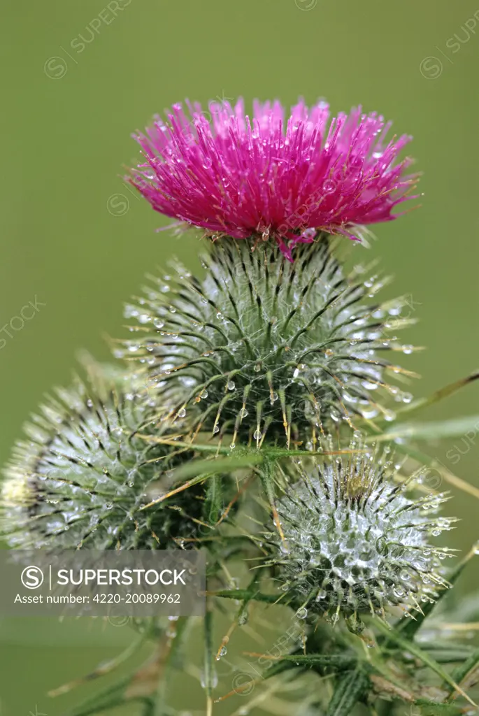 Spear THISTLE (Cirsium vulgare). Widespread weed.