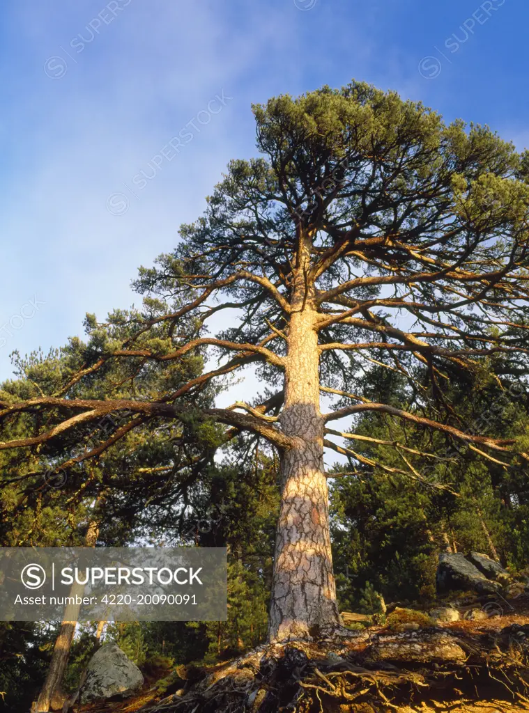 Ancient Corsican Pine (Pinus nigra laricio). Corsica.
