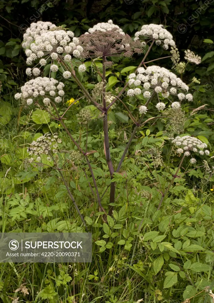 Wild angelica. Good insect plant. (Angelica sylvestris). Umbellifer. Flowers: June  - August.