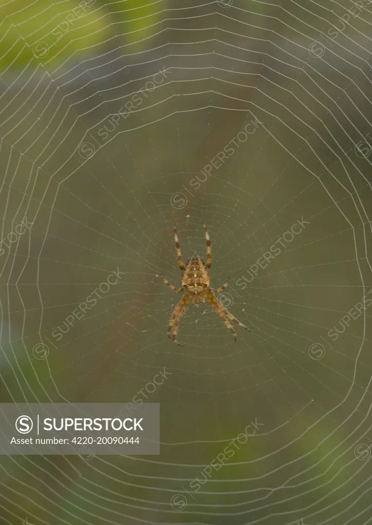 Garden Cross / Garden Orb-web / Cross SPIDER - on web (Araneus diadematus). Dorset, UK.
