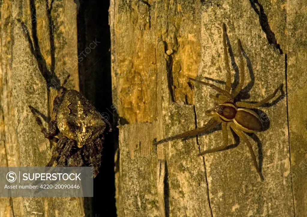 Raft Spider (Dolomedes fimbriatus). Dorset, UK.