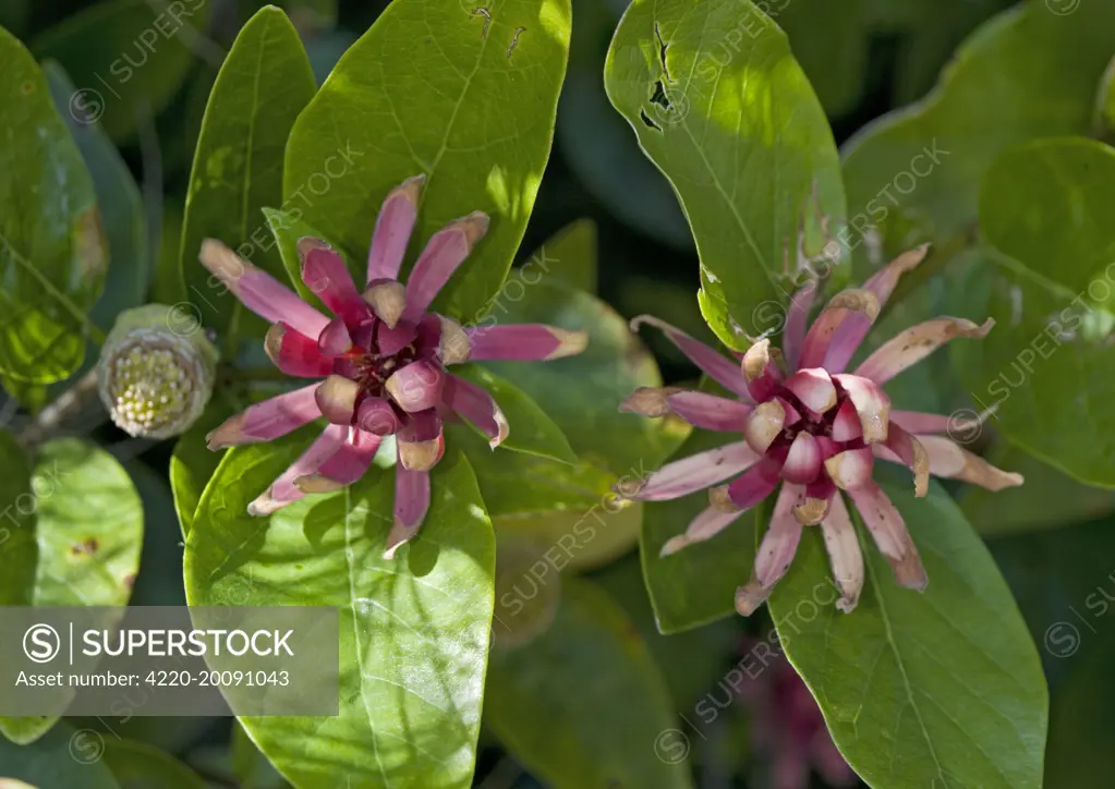 Spice bush / Californian Allspice - in flower (Calycanthus occidentalis). California, USA.