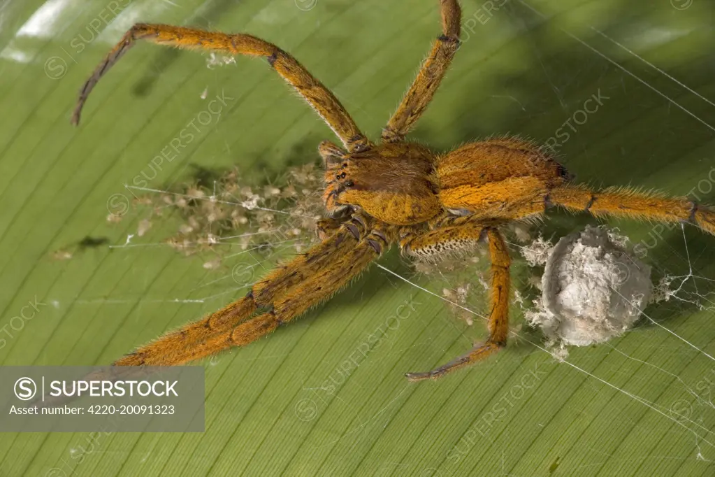 Wolf Spider - female guarding her newly-emerged young spiderlings. Costa Rica.