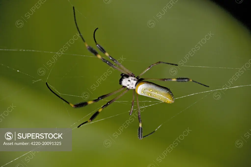 Golden orb-weaver spider (Nephila clavipes). Costa Rica.