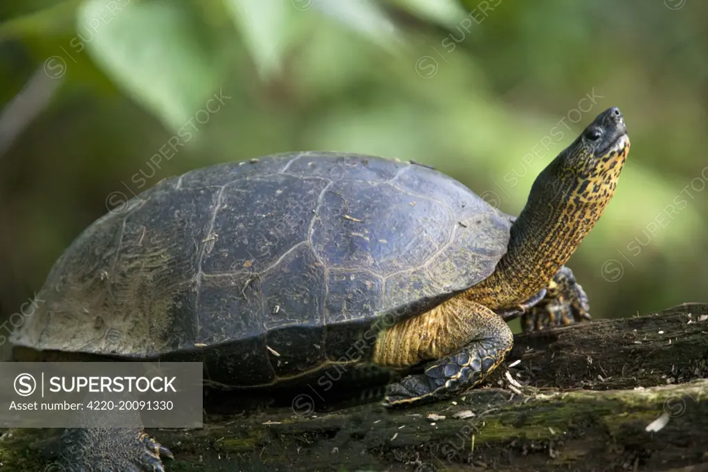 Black Wood Turtle (Rhinoclemmys funerea). Costa Rica.