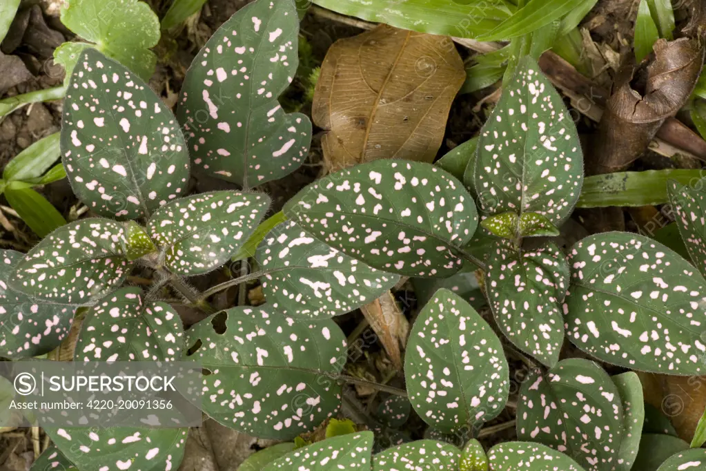 Pink polkadot plant / Freckle Face (Hypoestes phyllostachya). Africa.
