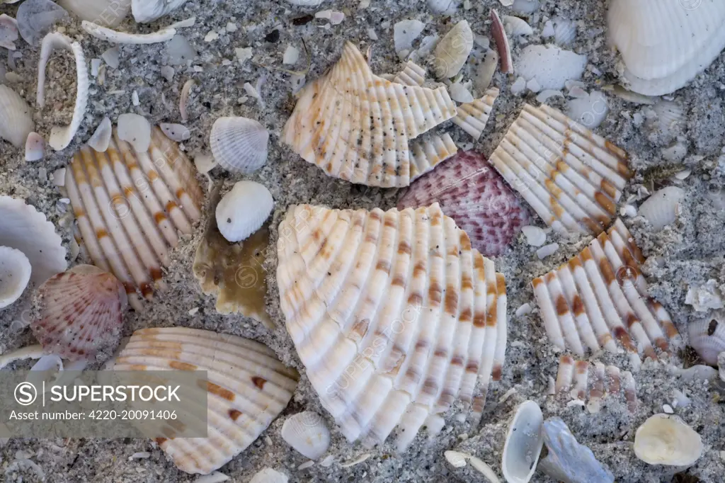 Shells on Bowman Beach on Sanibel Island, Florida, USA 