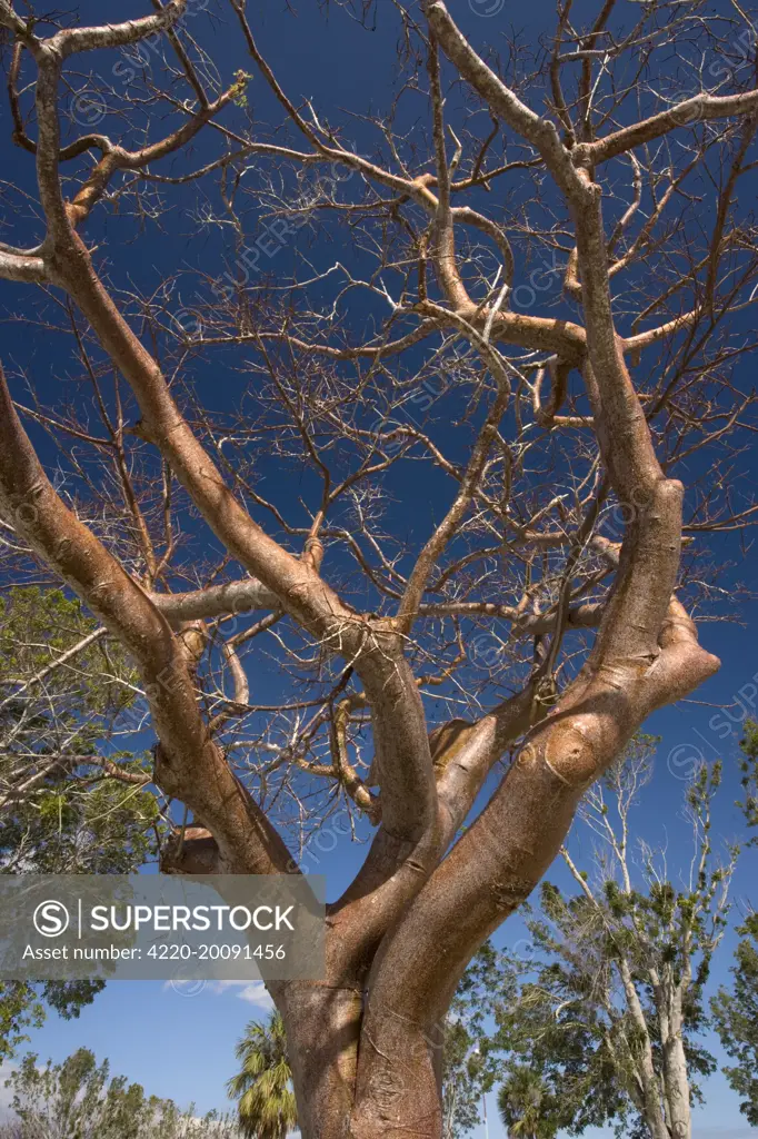Gumbo-limbo tree / Tourist tree (Bursera simaruba). Florida, USA.