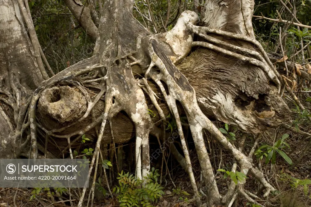 Old strangler fig - with aerial roots (Ficus aurea). Florida, USA.