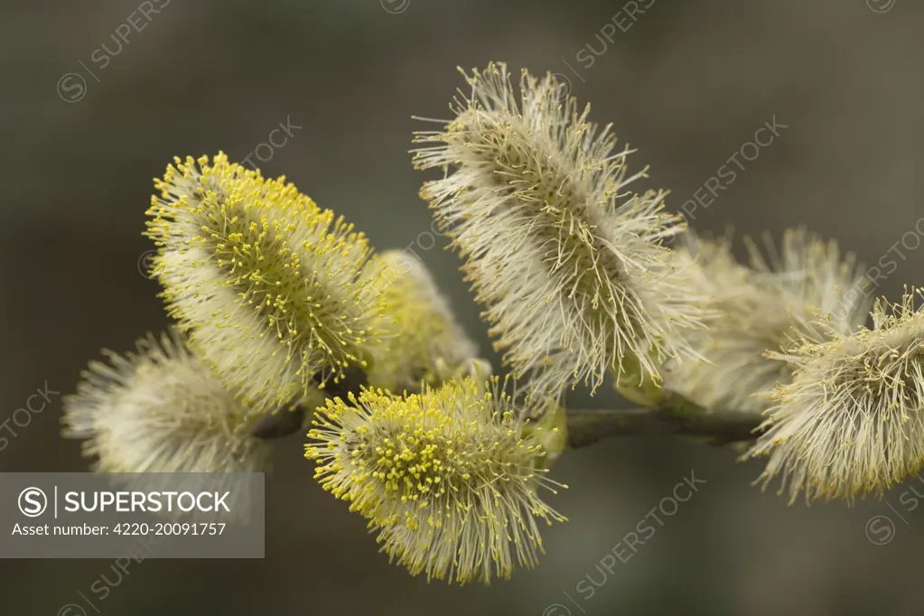Goat willow in flower - male catkins. &quot;pussy willows&quot; (Salix capraea)