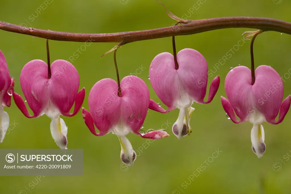 Bleeding-heart (Dicentra formosa); from North America (Dicentra formosa). widely grown in gardens. After rain. UK.