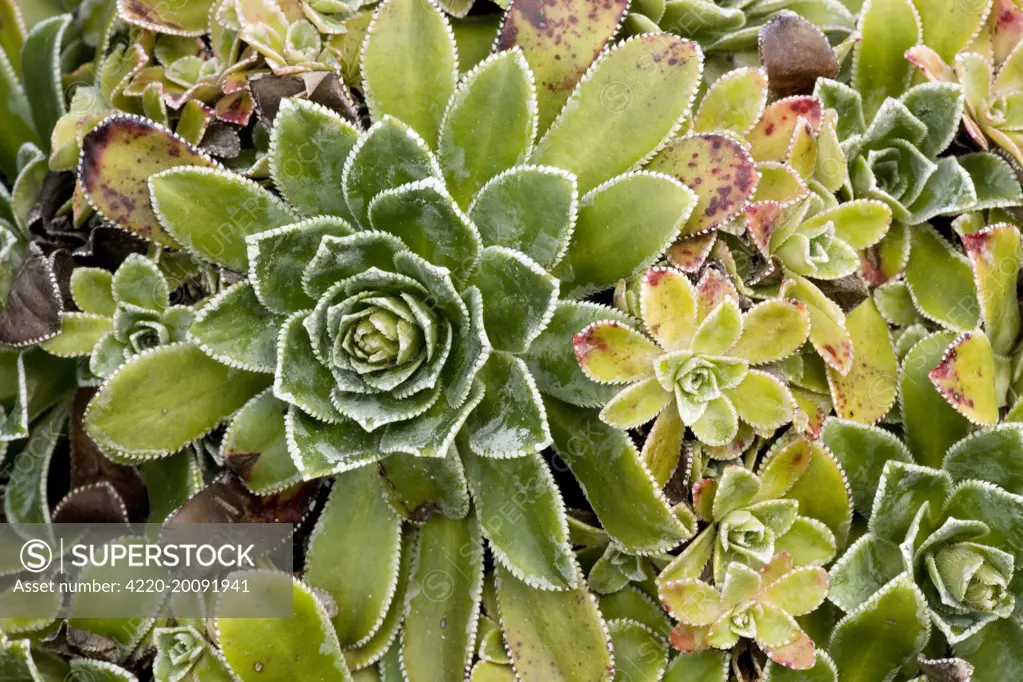 Rosette of livelong saxifrage (Saxifraga paniculata). Sweden. Latin also Saxifraga aizoon.