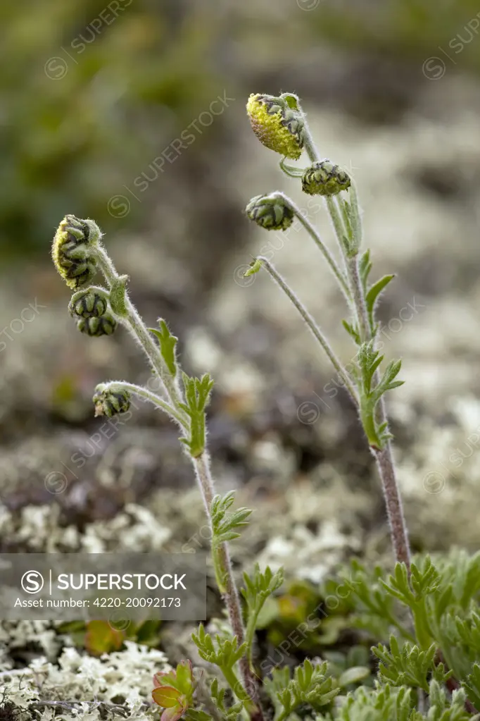 Norwegian mugwort  (Artemisia norvegica). Norwegian form. Dovrefjell, Norway.