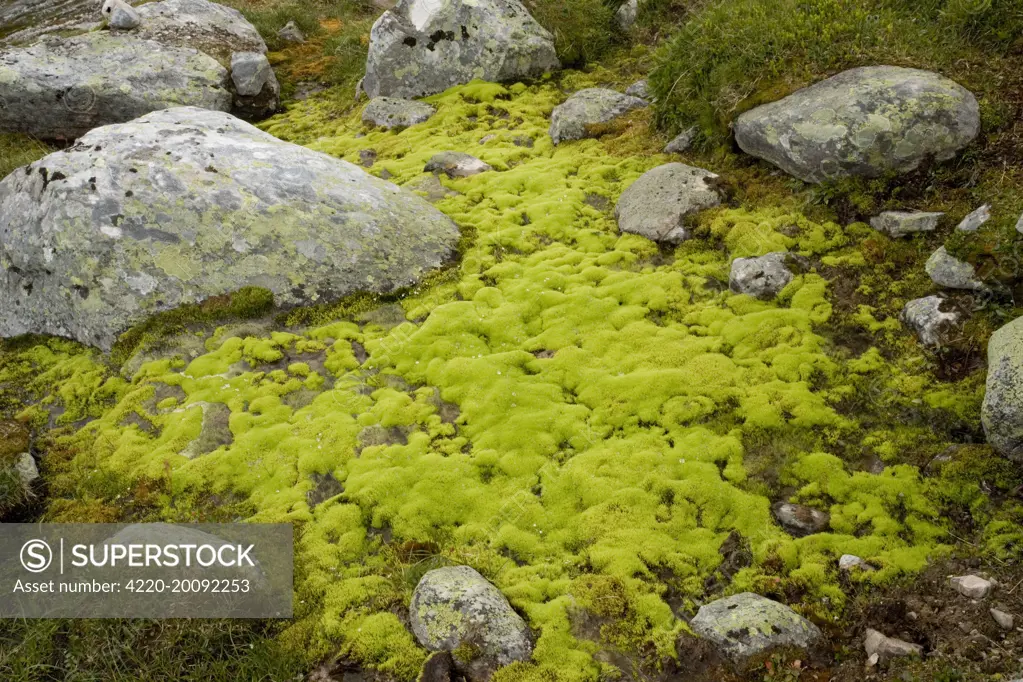 Mossy hillside bog, dominated by the moss (Philonotis fontana). Norway. Dovrefjell National Park.