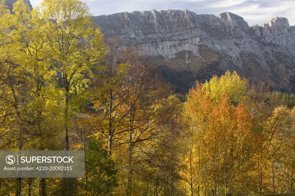 The eastern scarp of the Vercors Mountains in autumn. near Gresse-en-Vercors.