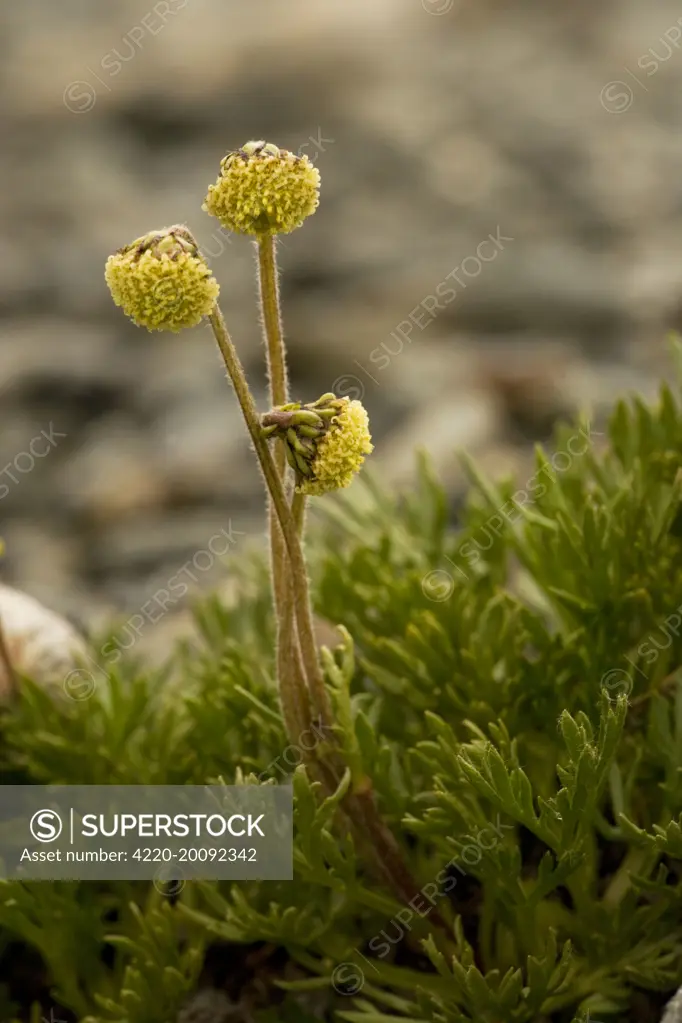 Norwegian mugwort  (Artemisia norvegica). very rare, in Scotland and Norway.