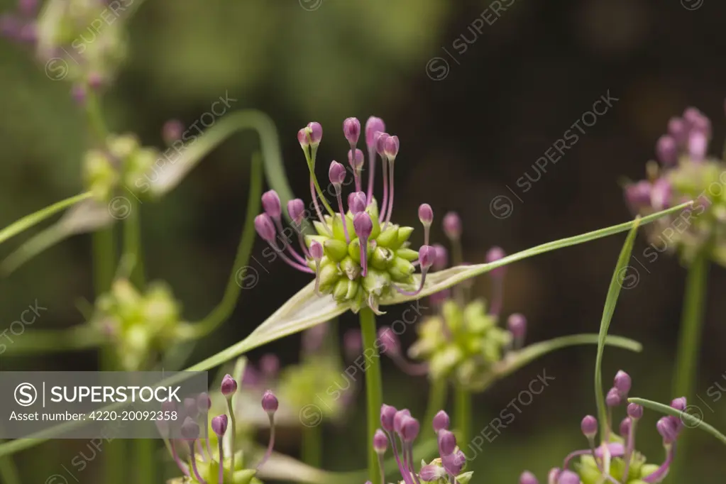 Field garlic  (Allium oleraceum). Uncommon in UK.