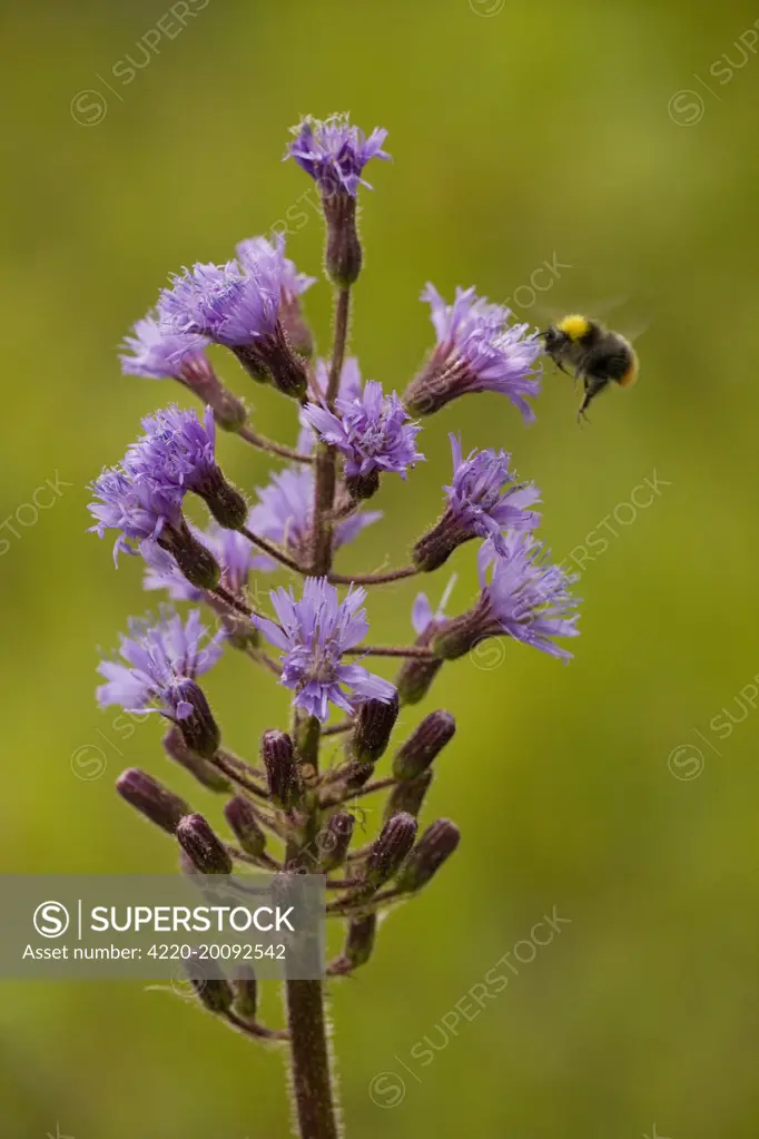 Alpine sow-thistle - with visiting bumble bee. (Cicerbita alpina). very rare in UK (Scotland).