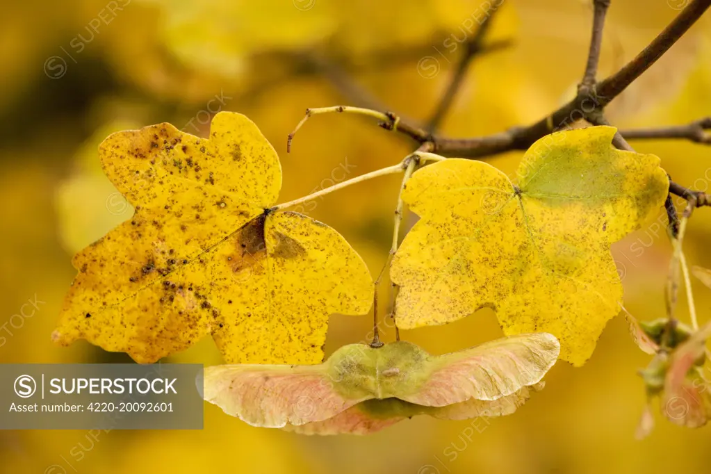 Fruits of field maple in autumn (Acer campestre)